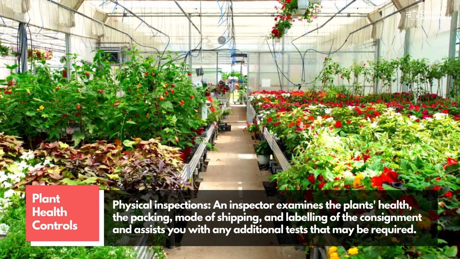 Importing Plants Into The Uk